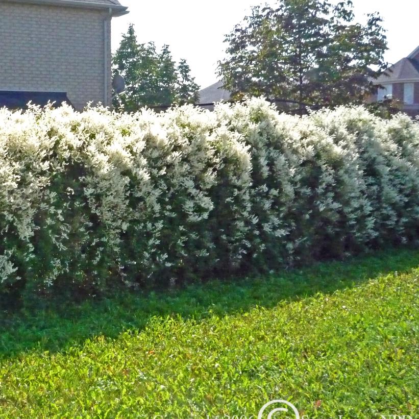 Silverlace Vine, Mile-A-Minute Vine, Silver Flea Vine
