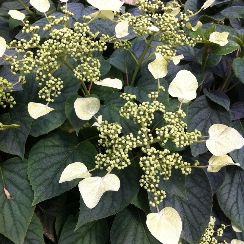 Moonlight Japanese Hydrangea