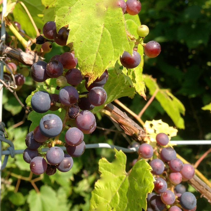 Frost Grape, Riverbank Grape