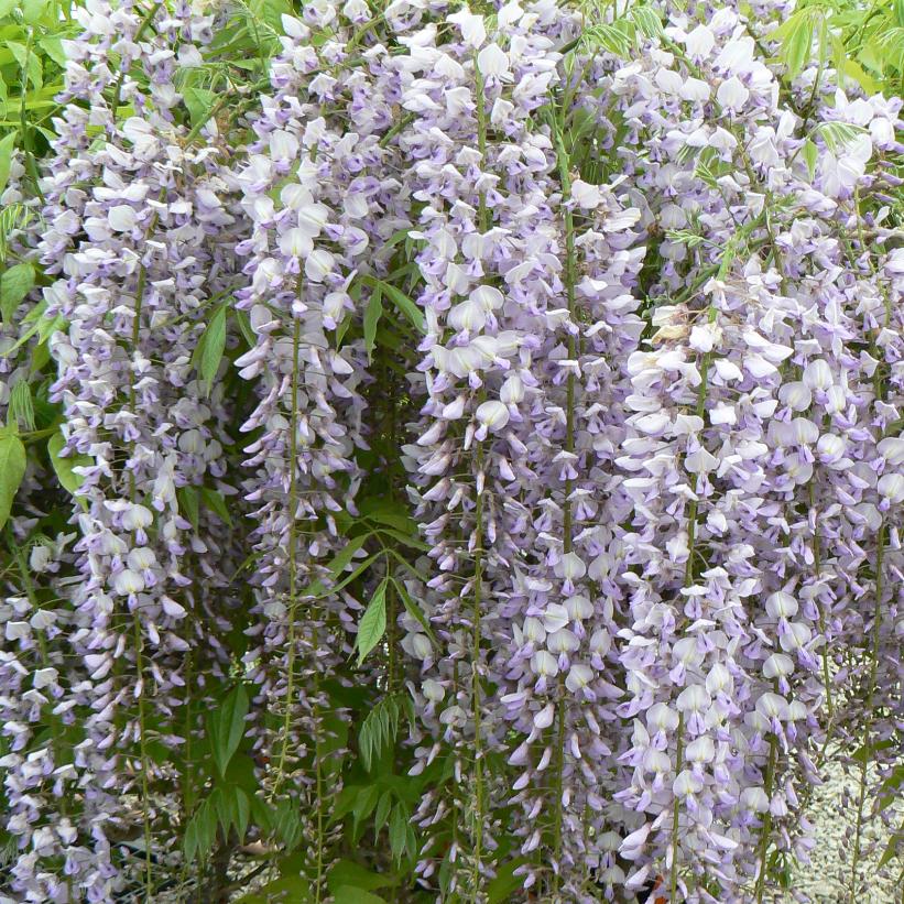 Lawrence Japanese Wisteria