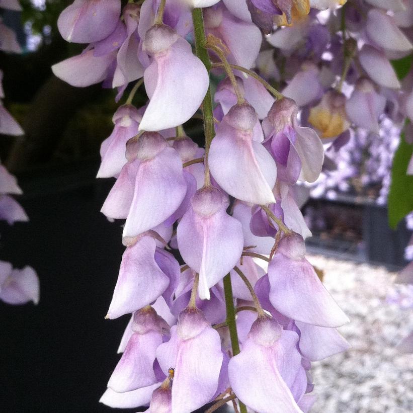 Kentucky Wisteria