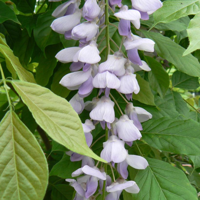 Chinese Wisteria