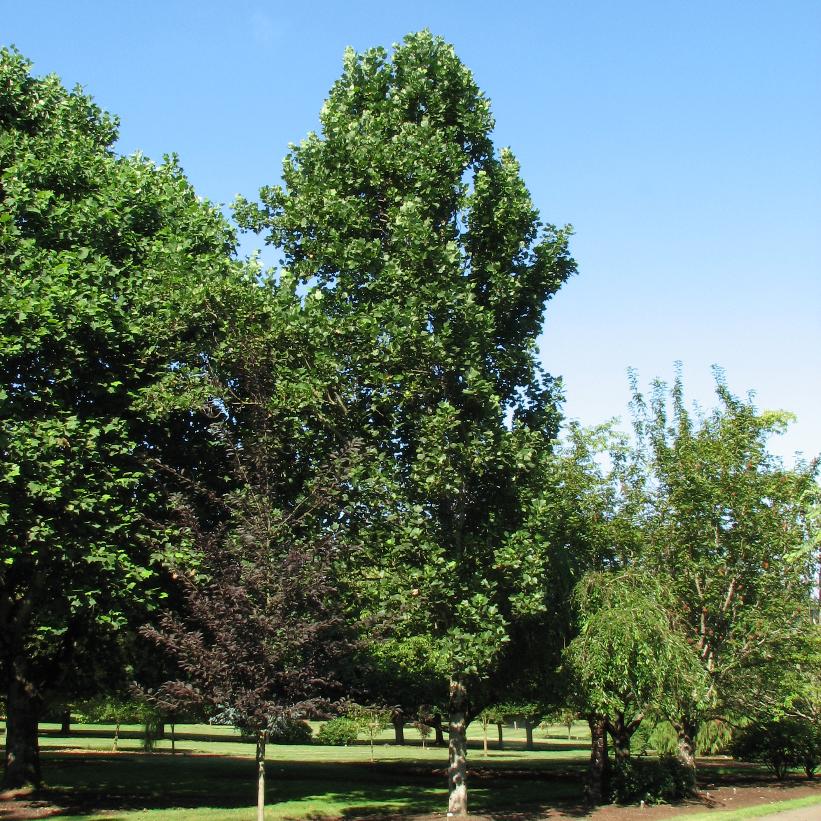 Columnar Tulip Tree