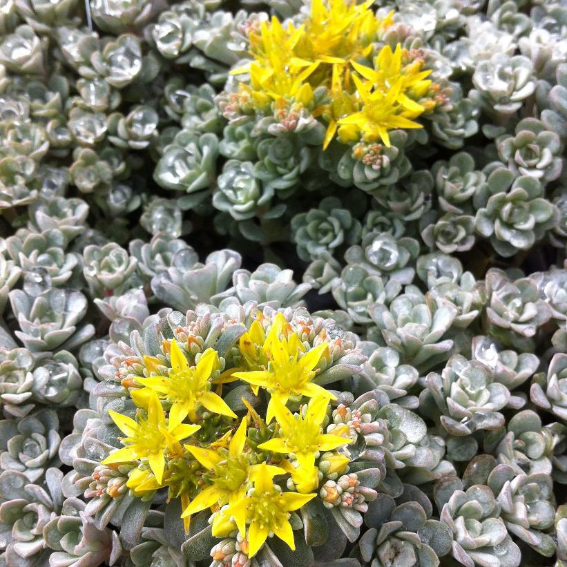 Spoon-leaved Stonecrop - Sedum spathulifolium &