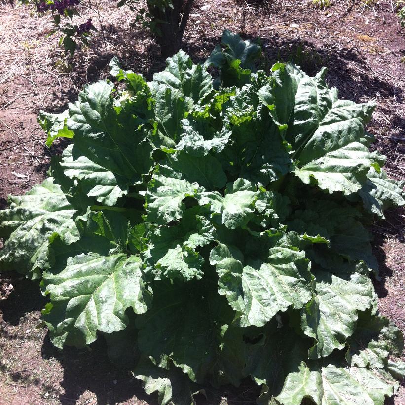 German Wine Rhubarb
