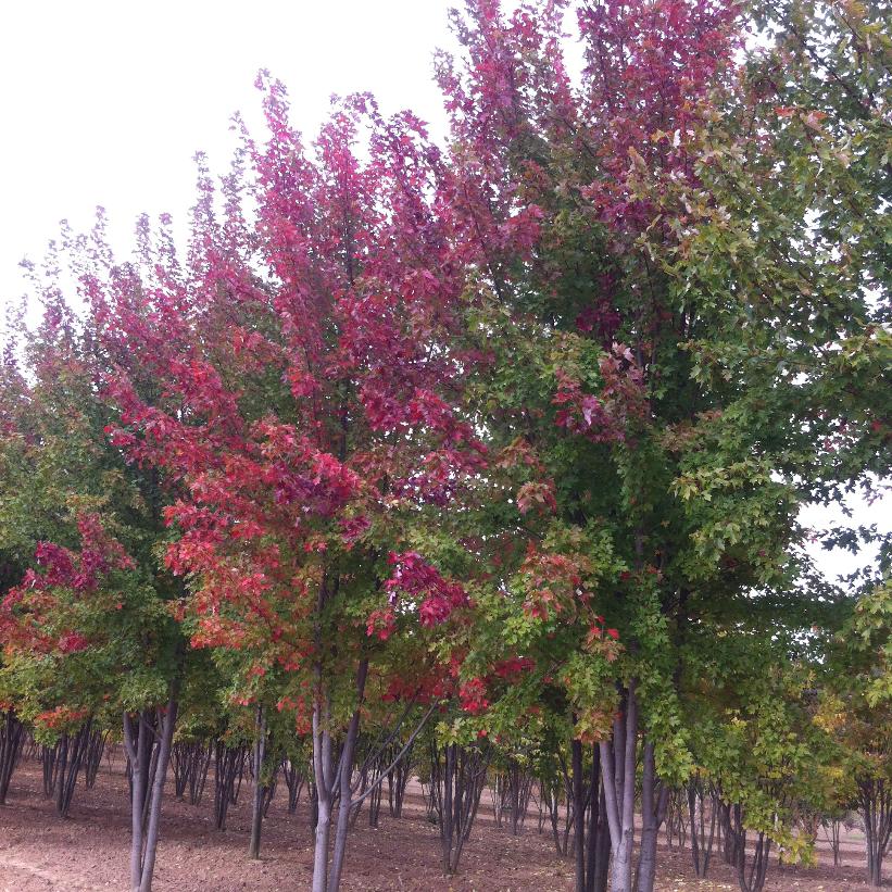 Jeffersred Autumn Blaze® Maple