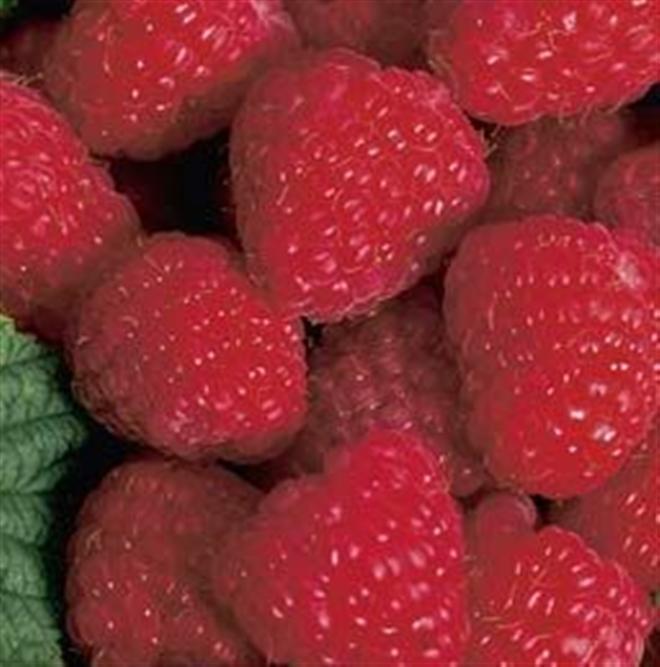 Latham Raspberry