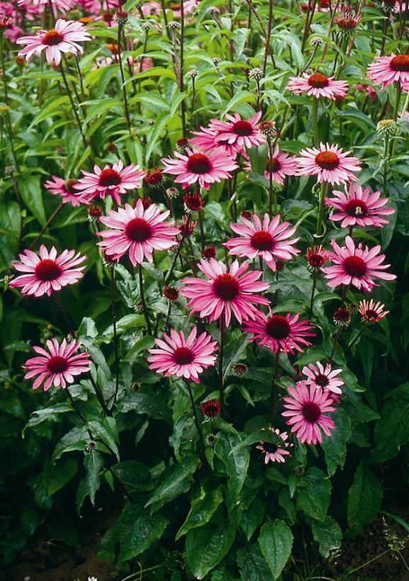 Ruby Star Coneflower, Coneflower
