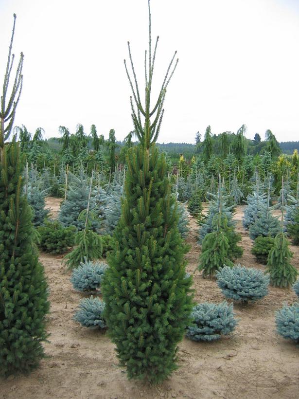 Columnar Norway Spruce