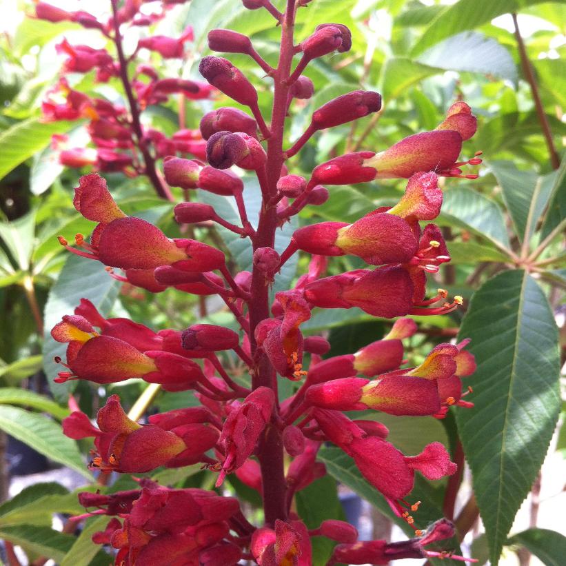 Red Buckeye