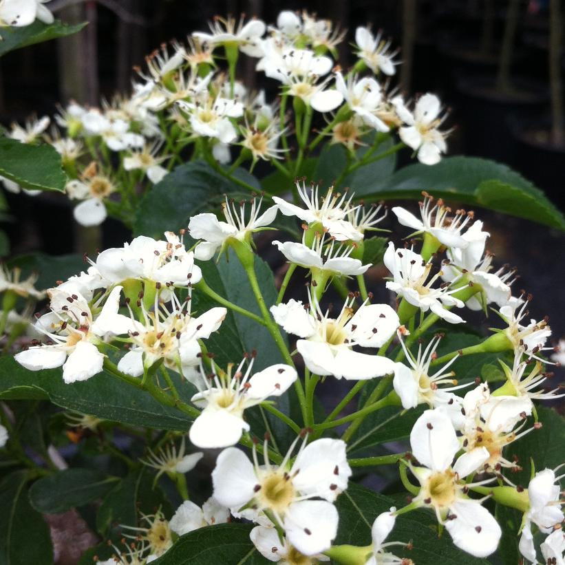Crusader® Hawthorn