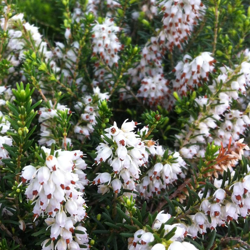 Springwood White Heath, Springwood White Winter Heath