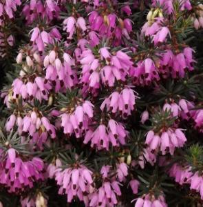 Springwood Pink Heath, Springwood Pink Winter Heath