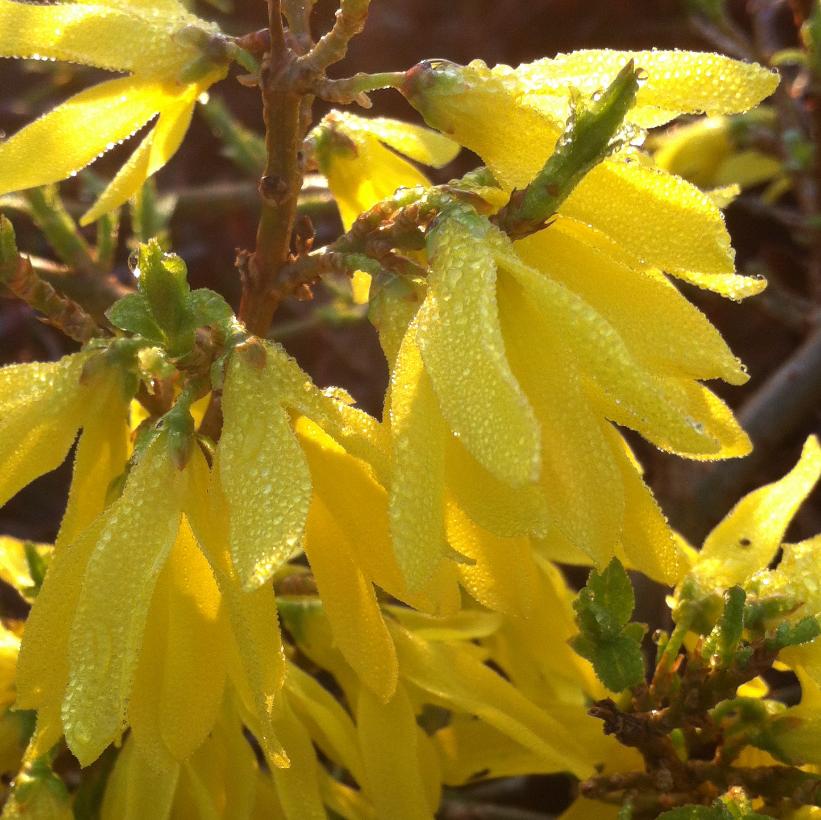 Courtasol Gold Tide® Forsythia