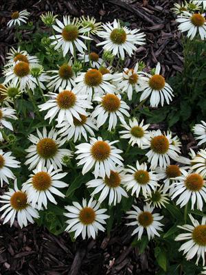 White Swan Coneflower, Coneflower