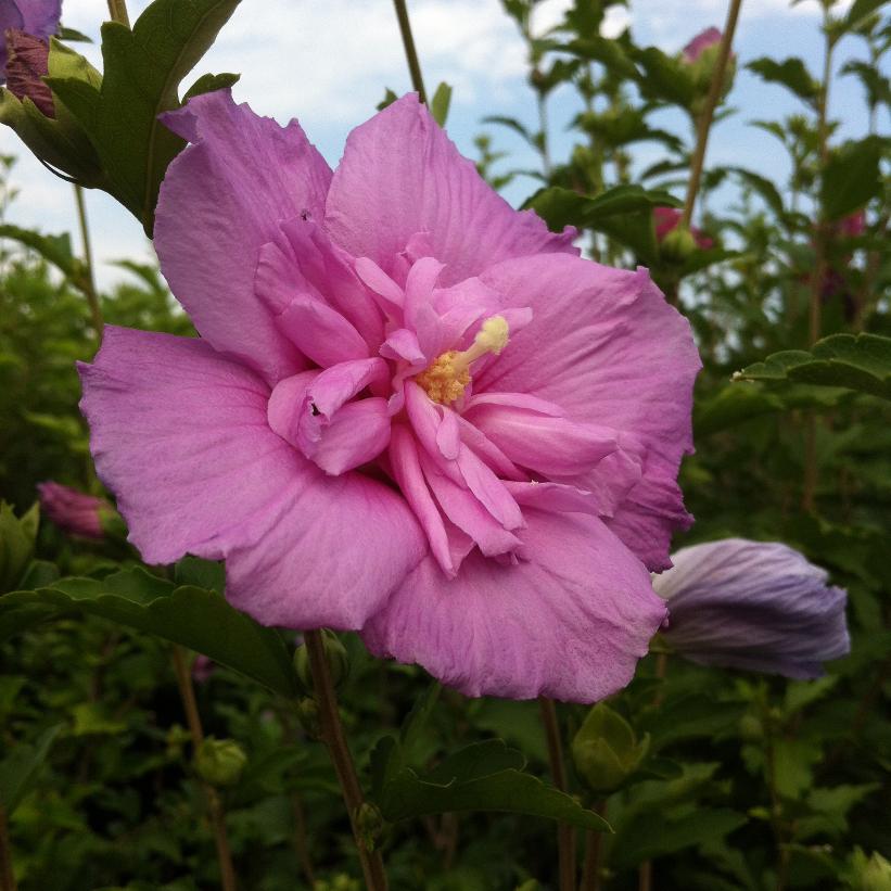 Lavender Chiffon® Rose of Sharon