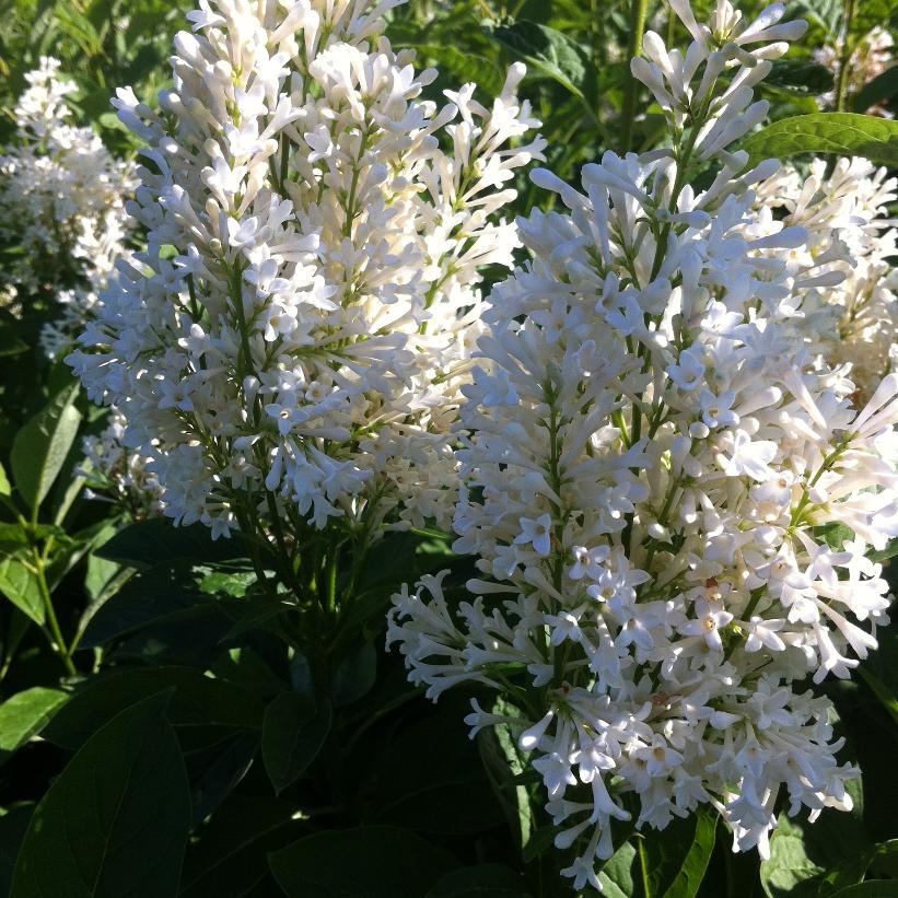 Holger Lilac - Syringa josikaea &