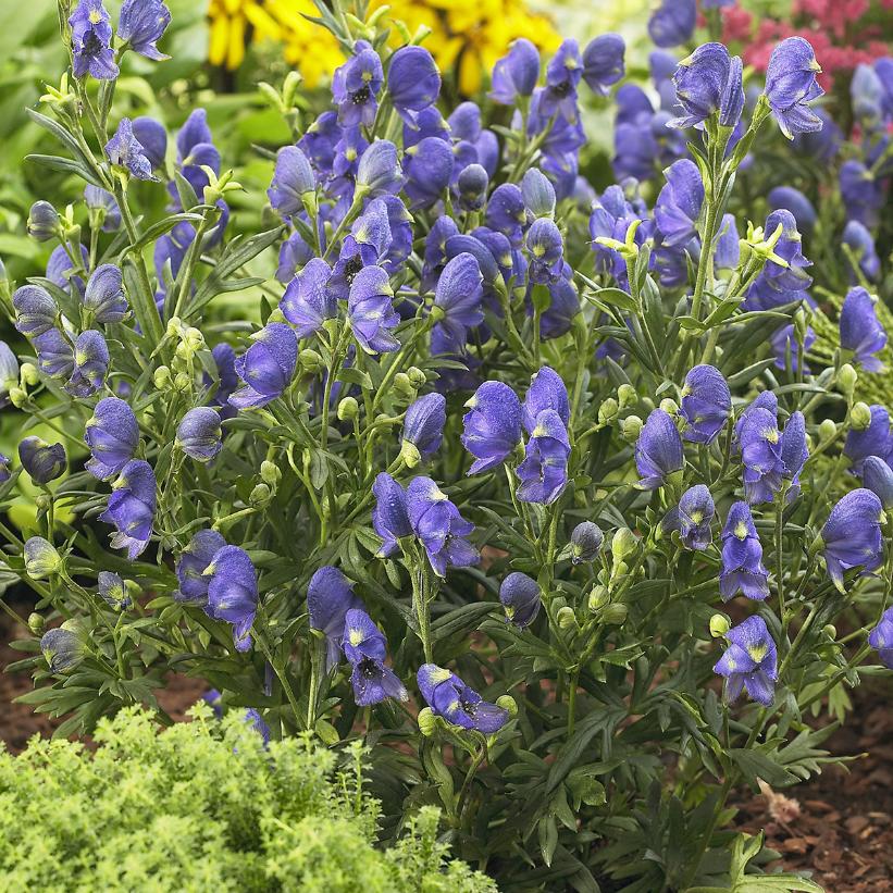 Monkshood, Wolfsbane