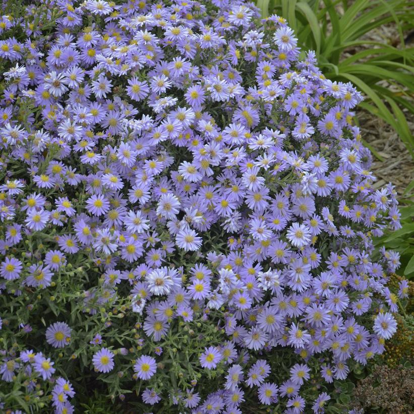 KICKIN® Lavender Aster
