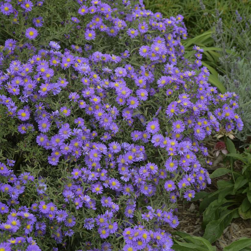 KICKIN® Lilac Blue Aster