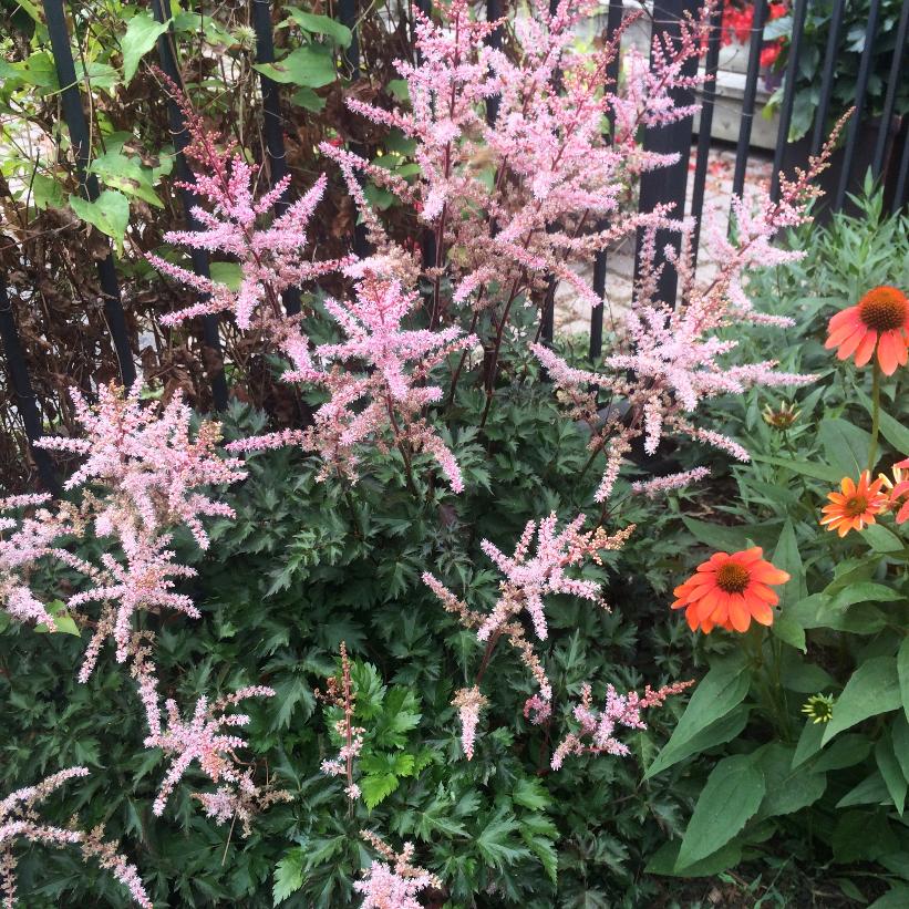 Delft Lace False Spirea, Astilbe