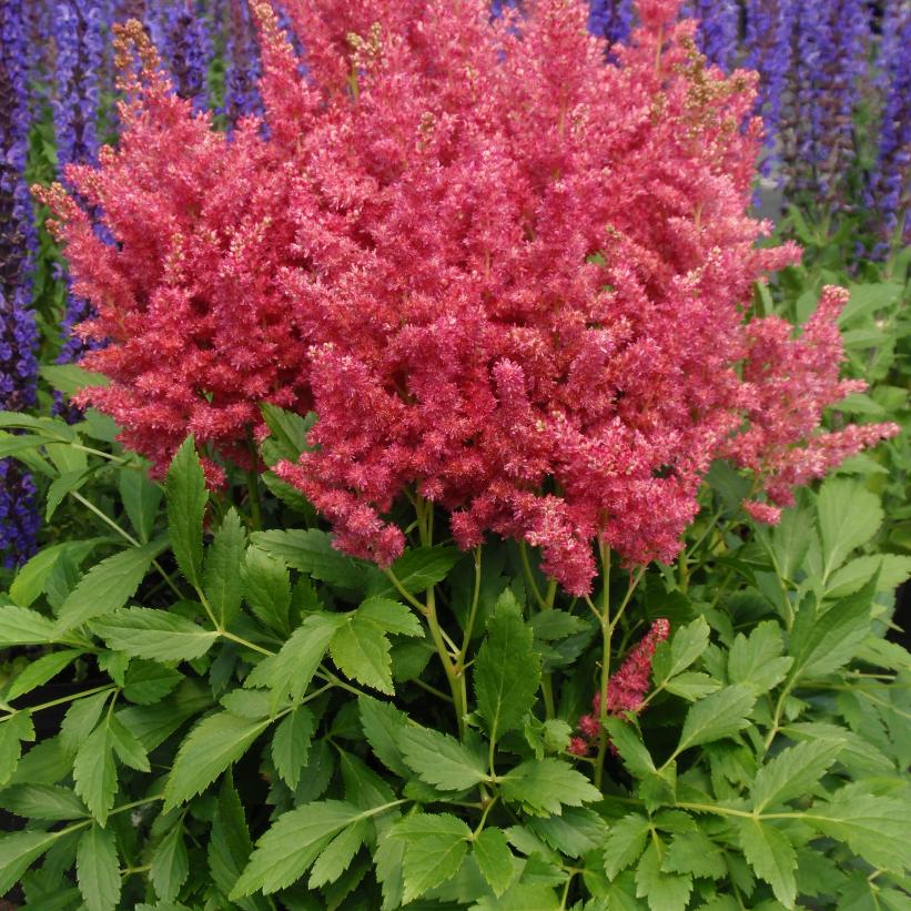 Fireberry False Spirea, Astilbe