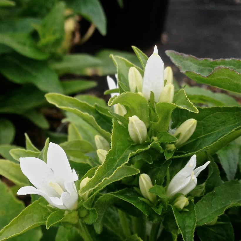 Clustered Bellflower