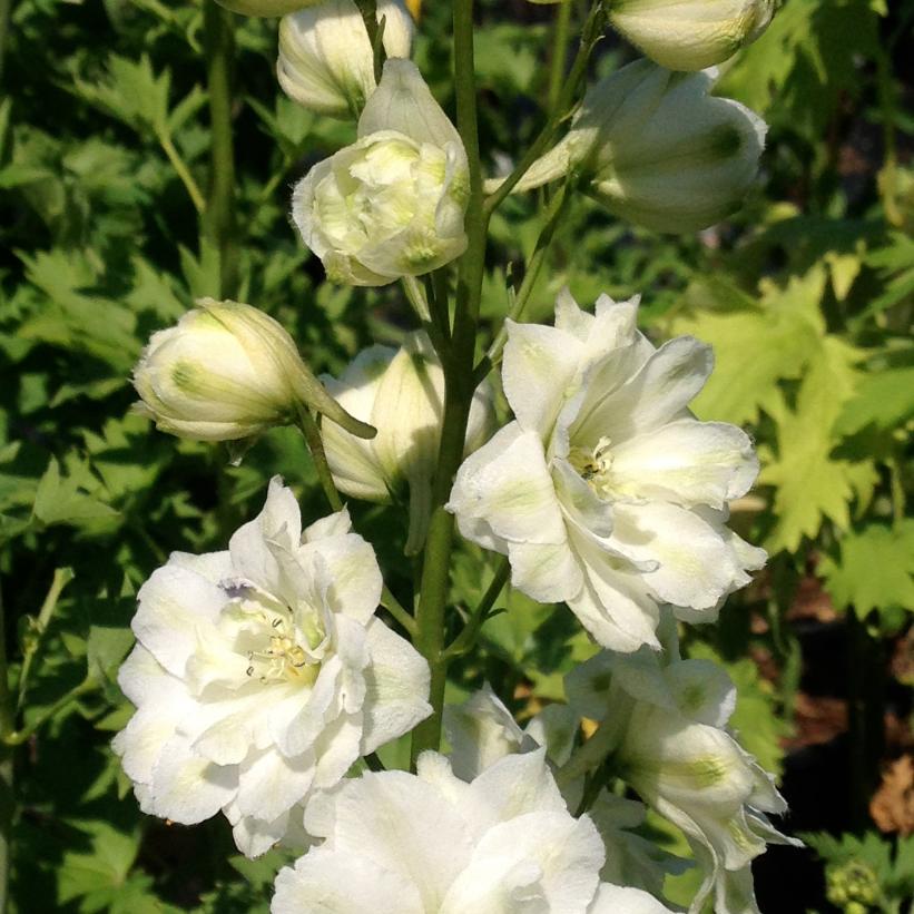Double Innocence Larkspur