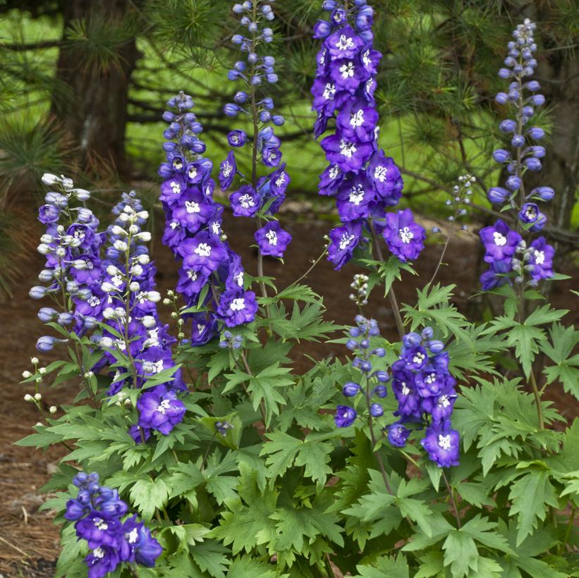 Purple Passion Larkspur