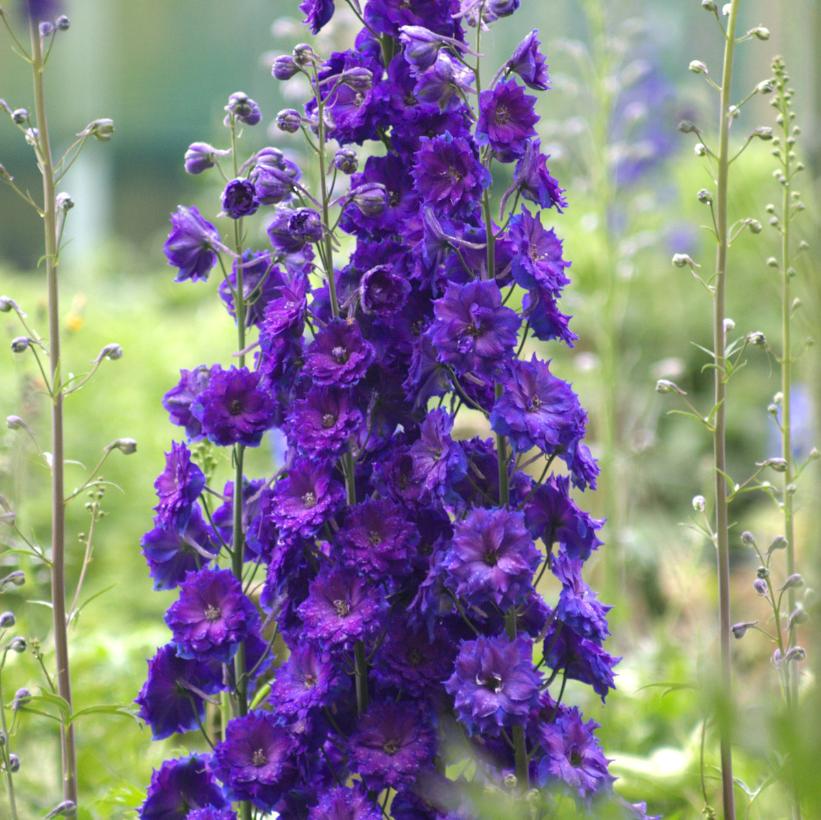 Pagan Purples Larkspur
