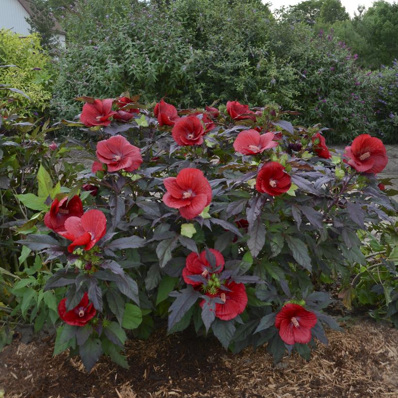 Midnight Marvel Rose Mallow
