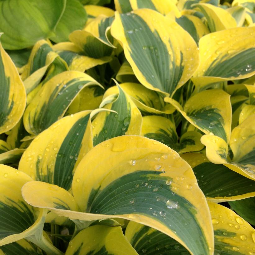 Autumn Frost Hosta