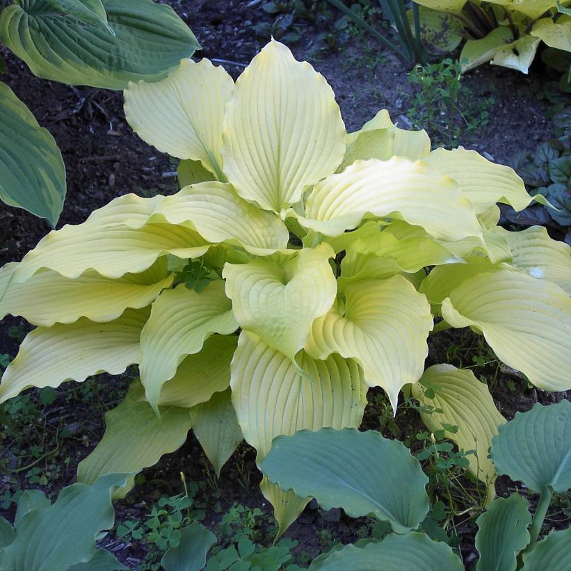 Dancing Queen Hosta