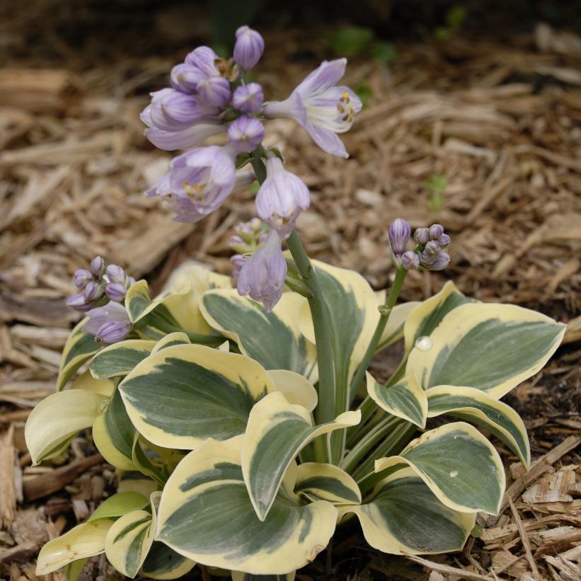 Mighty Mouse Hosta