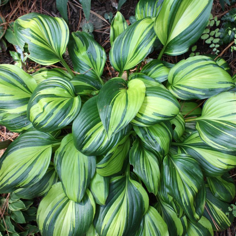 Rainbows End Hosta