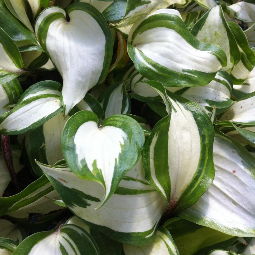 Raspberry Sundae Hosta