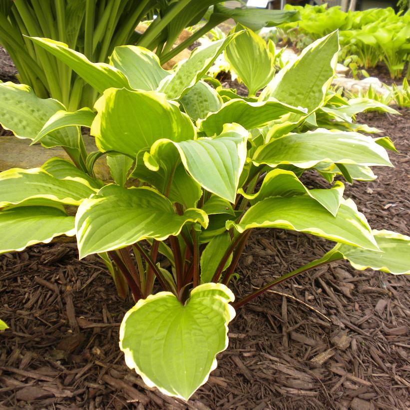 Rubies and Ruffles Hosta
