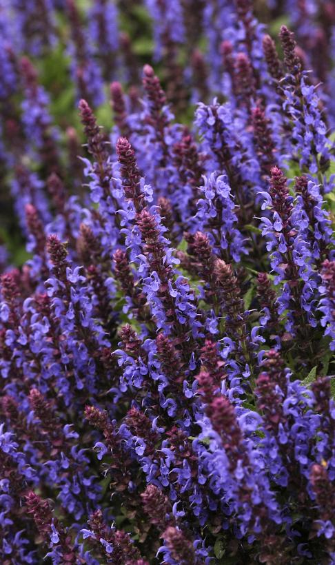 Perennial Sage