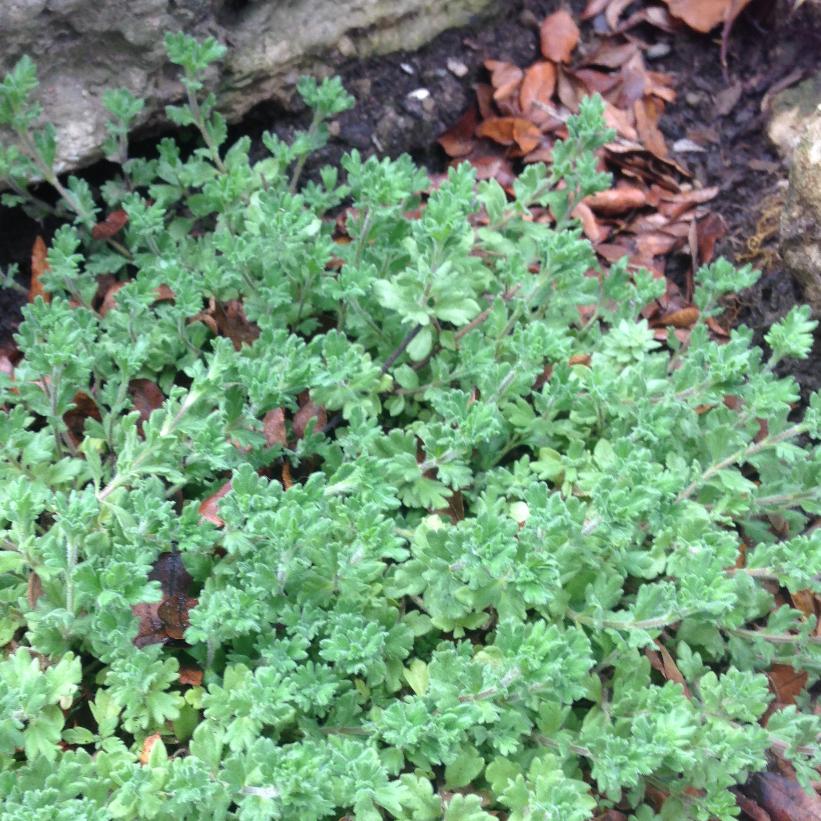 Prostrate Speedwell