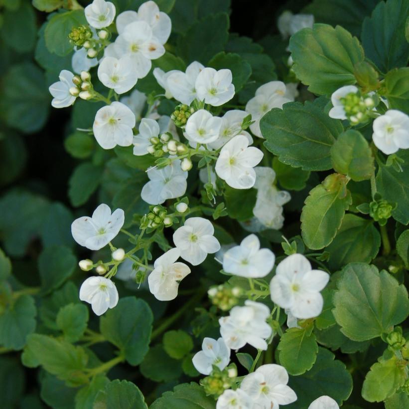 Whitewater Creeping Speedwell