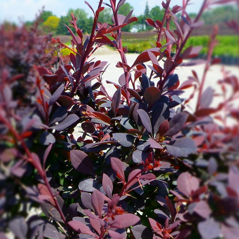 Royal Cloak Barberry