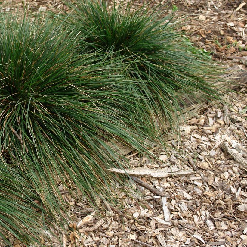 Gold Dew Tufted Hair Grass