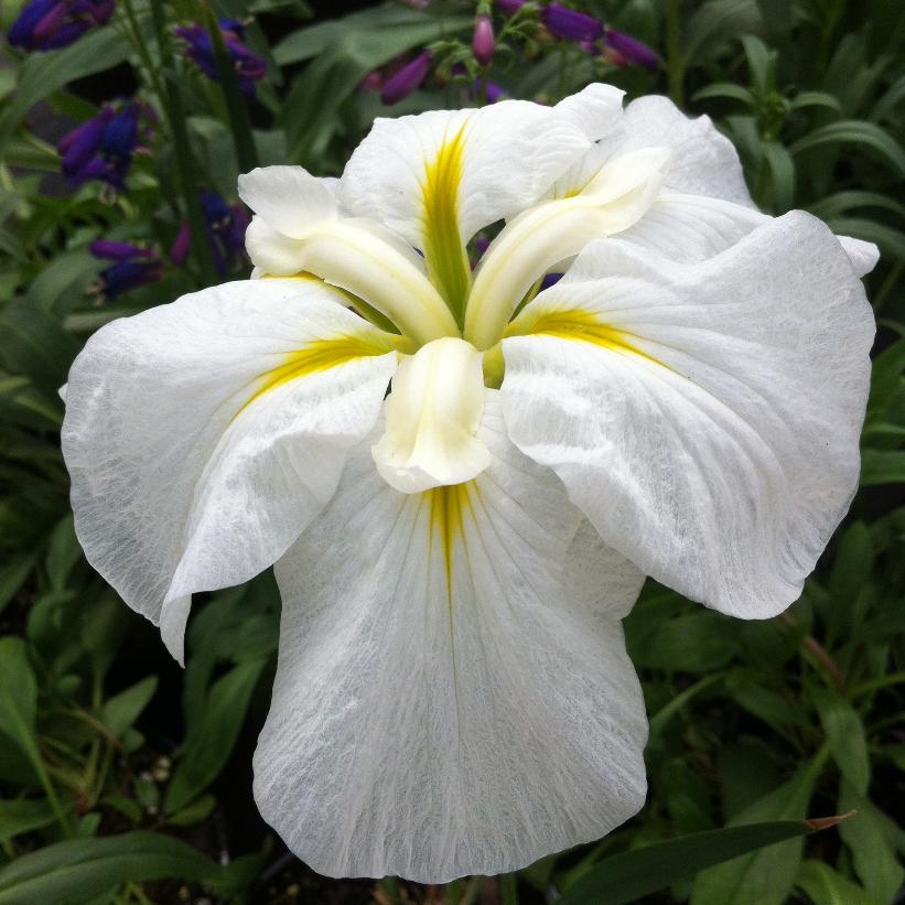 Gold Bound Japanese Water Iris, Woodland Iris