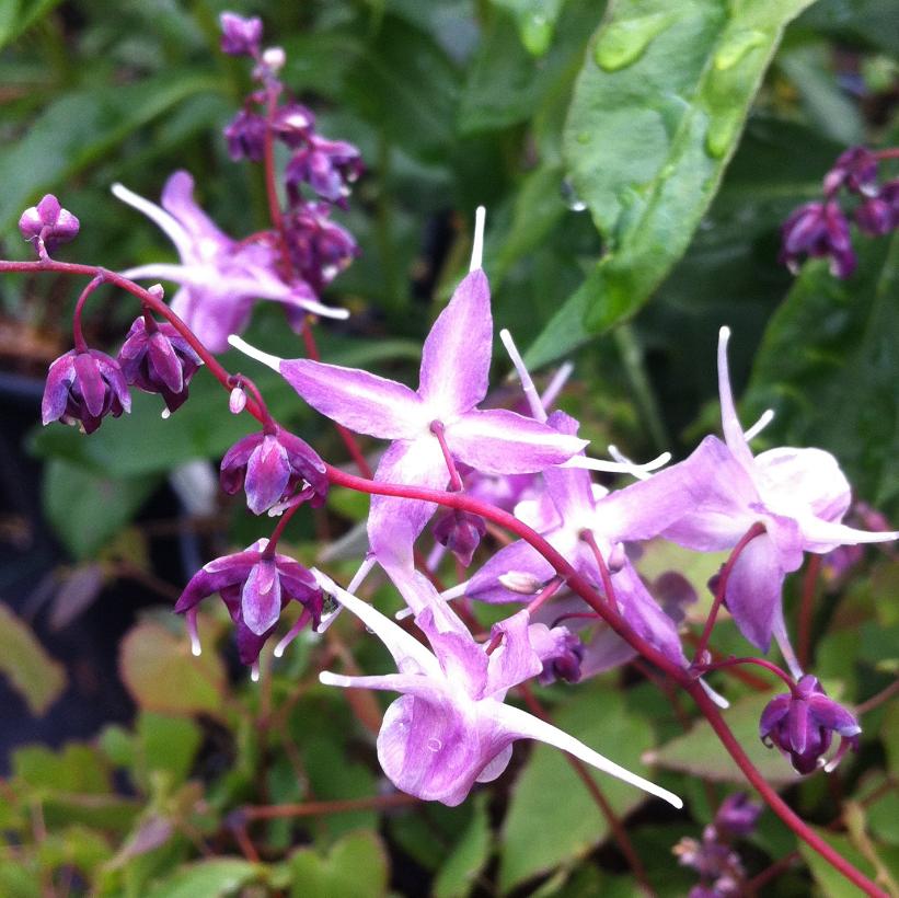 Lilac Fairy Barrenwort, Bishop&