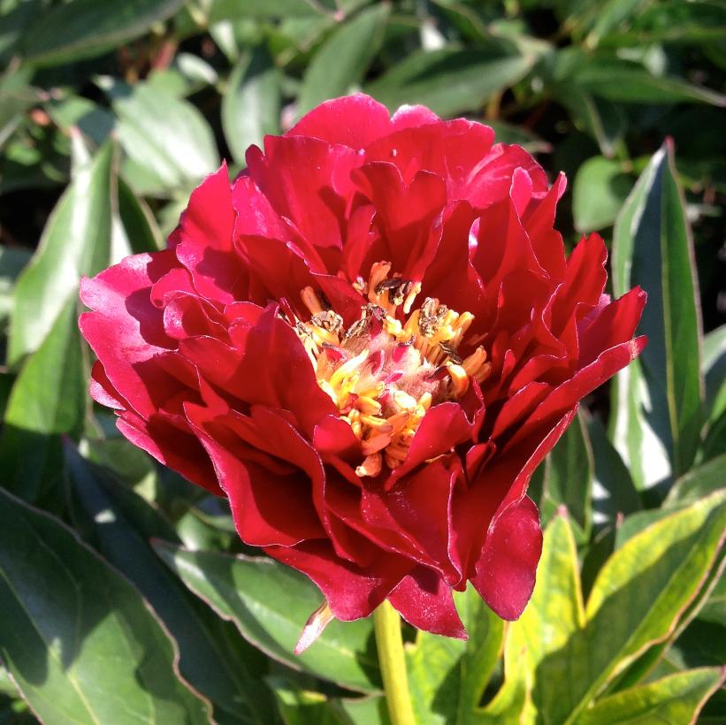 Buckeyed Belle Peony