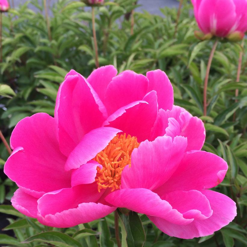 Dancing Butterflies Peony