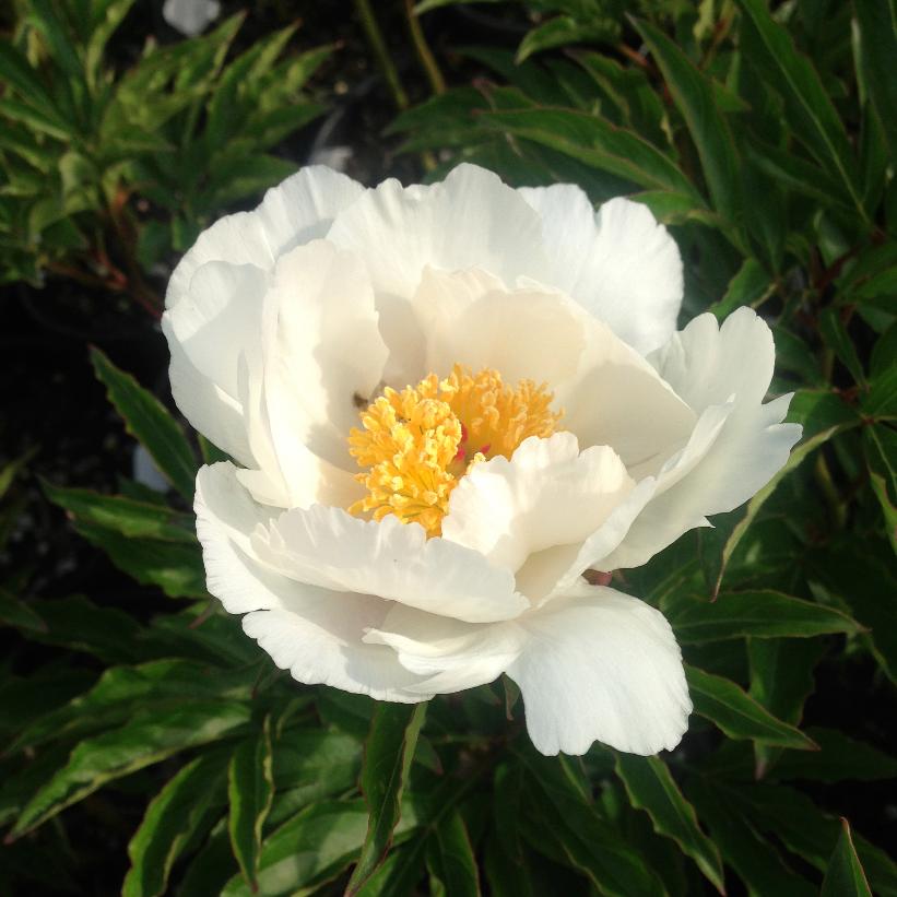 Jan Van Leeuwen Peony
