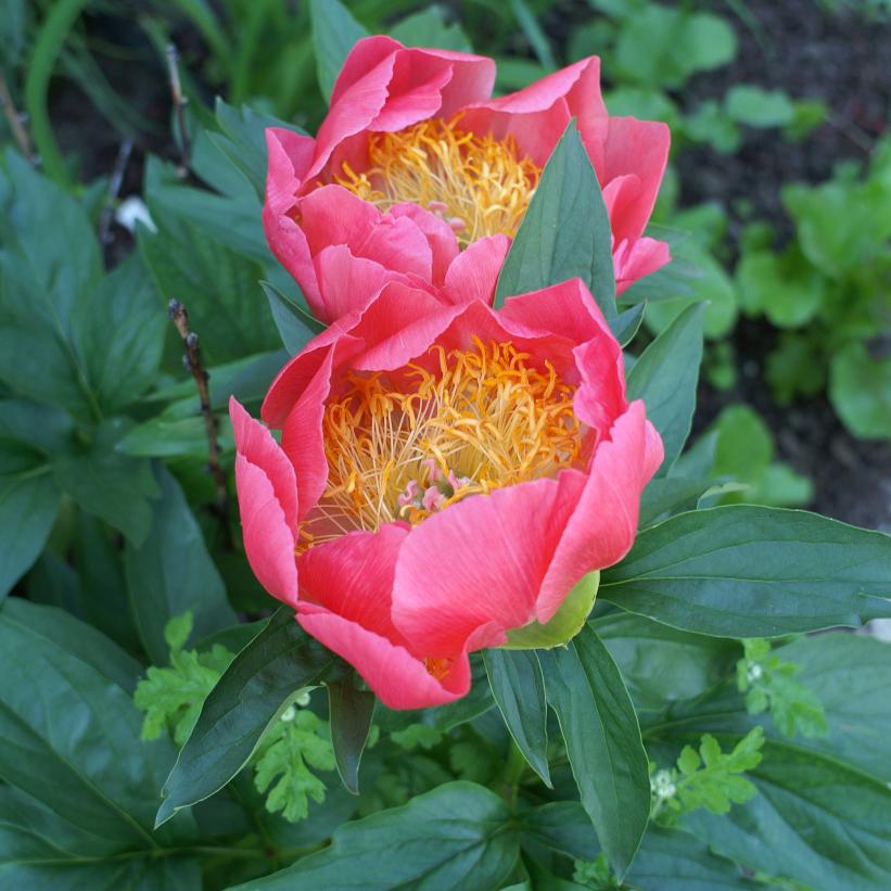 Flame Peony