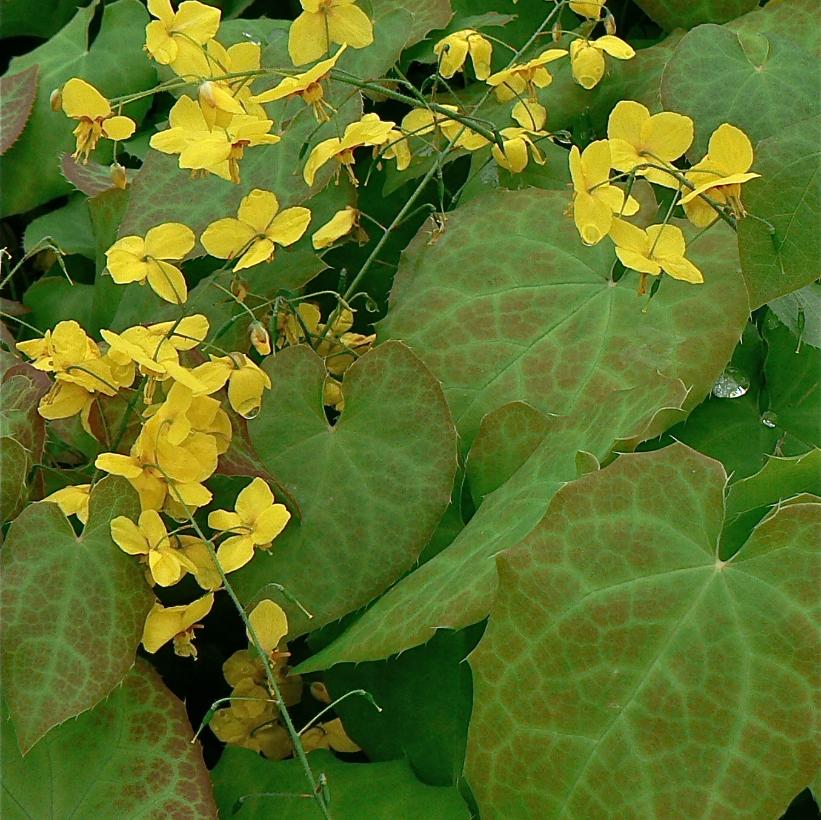Frohnleiten Barrenwort, Bishop&
