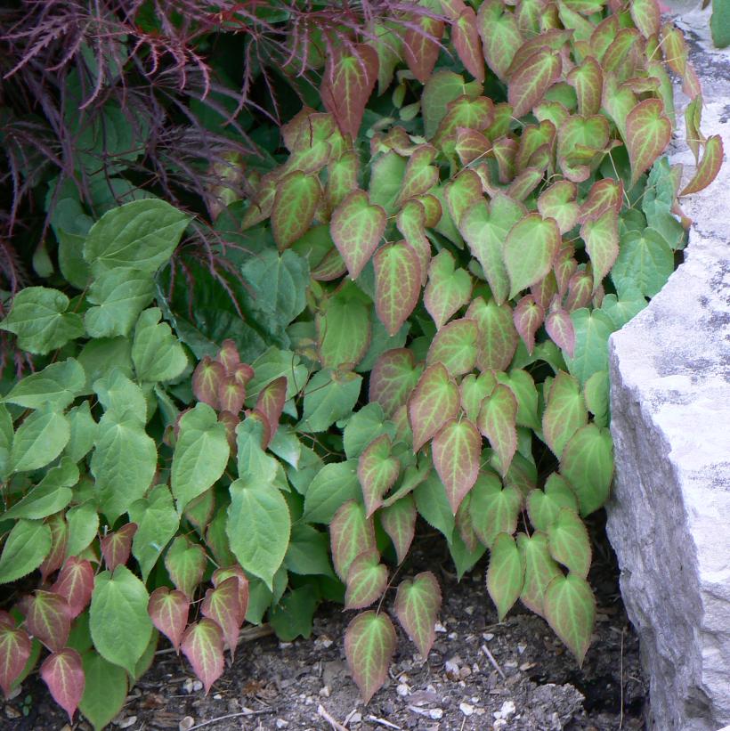 Red Barrenwort, Bishop&